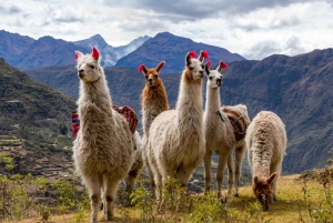 Djurpark: Djurreservat och kondorflygning i Cusco