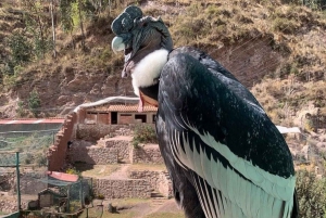 Djurpark: Djurreservat och kondorflygning i Cusco