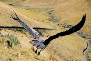 Djurpark: Djurreservat och kondorflygning i Cusco
