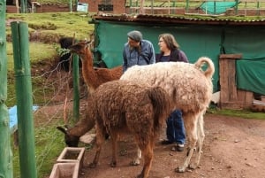 Djurpark: Djurreservat och kondorflygning i Cusco