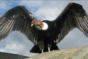 Djurpark: Djurreservat och kondorflygning i Cusco