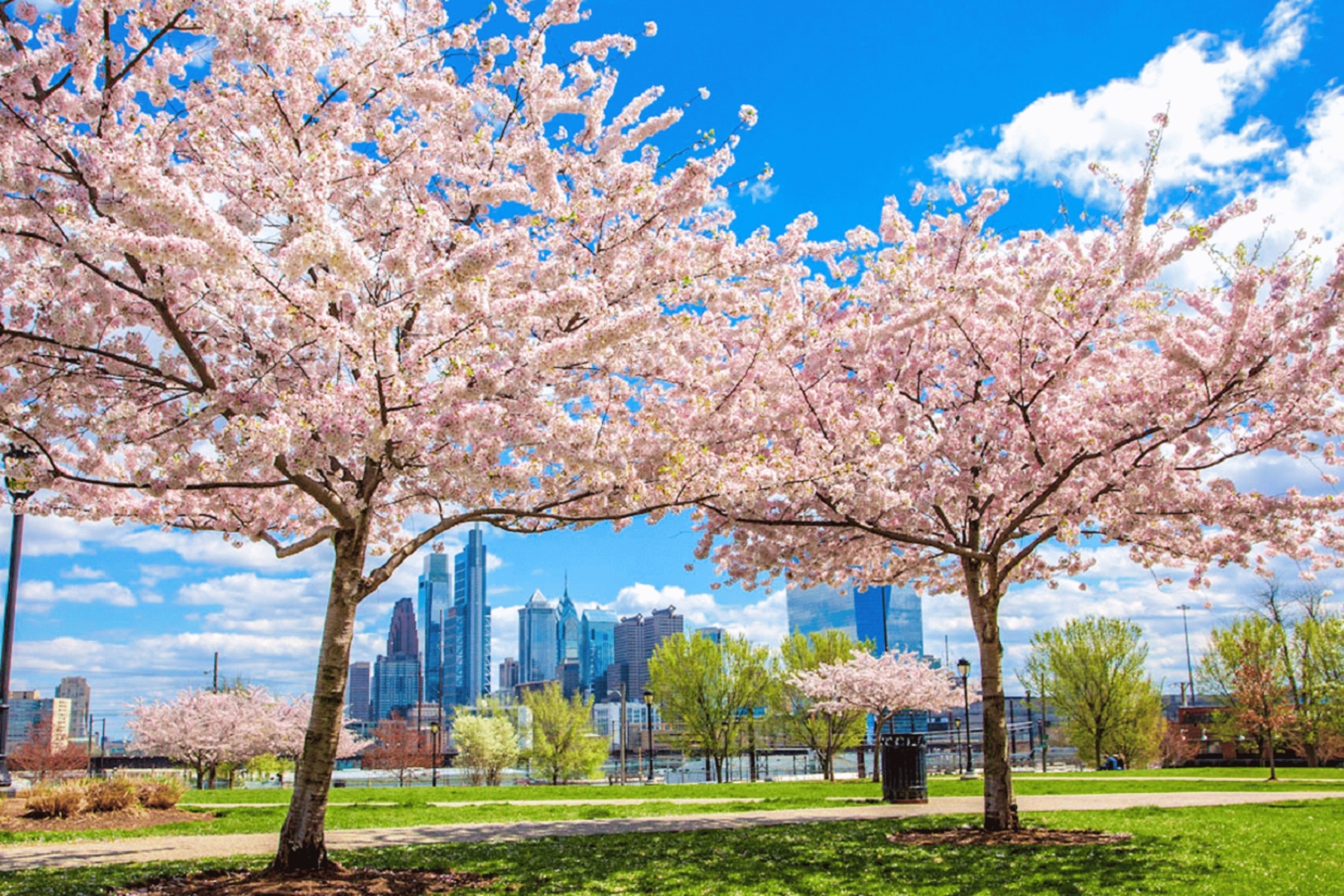 From New York: Philadelphia Cherry Blossom 1-Day Trip