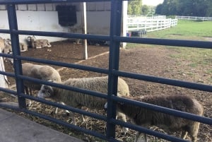 New Yorkista: retki Philadelphiaan, vapauden kello ja mennoniitta-yhteisö