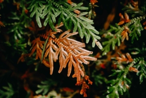 2 dage i Khao Sok med overnatning på Cheow Lan Lake Raft House