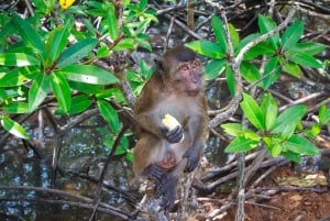 Приключение на каяках и треккинг от джунглей до моря на Пхукете