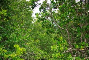 푸켓의 정글에서 바다로 이어지는 카약 & 트레킹 어드벤처