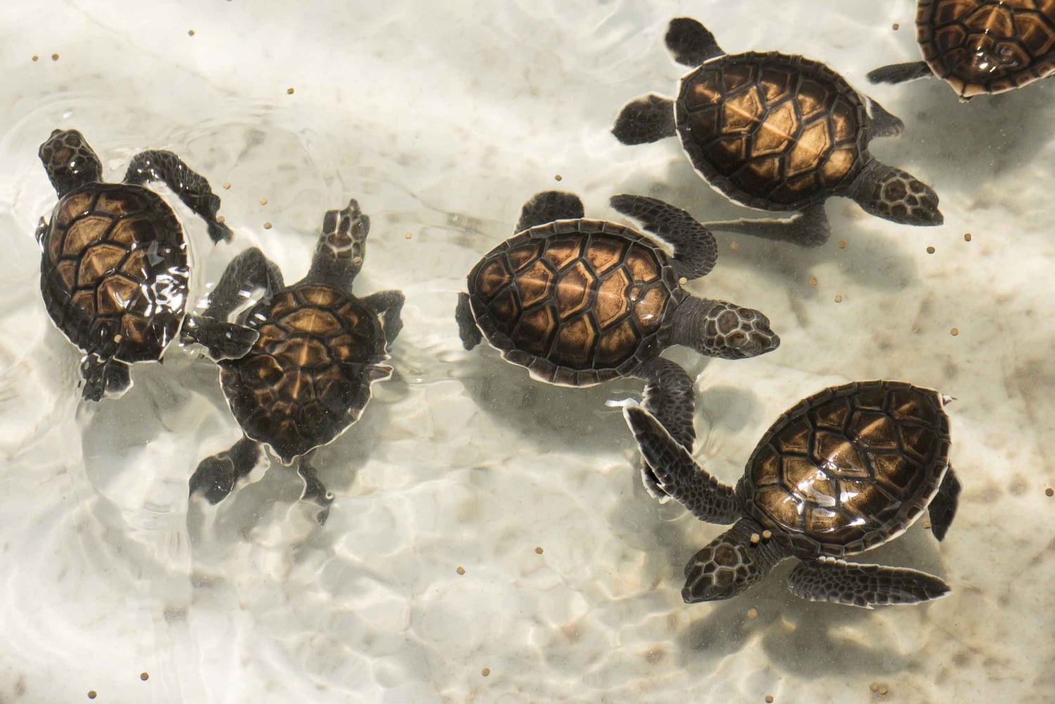 대나무 래프팅, 폭포, 점심, 코끼리, 거북이 투어