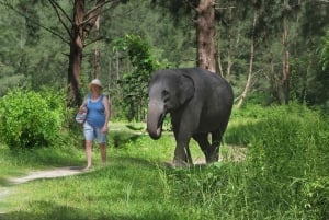 대나무 래프팅, 폭포, 점심, 코끼리, 거북이 투어