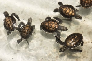 대나무 래프팅, 폭포, 점심, 코끼리, 거북이 투어