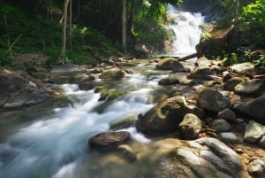 대나무 래프팅, 폭포, 점심, 코끼리, 거북이 투어