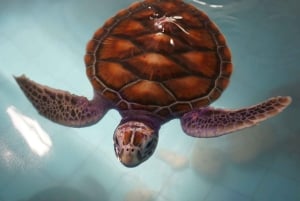 대나무 래프팅, 폭포, 점심, 코끼리, 거북이 투어