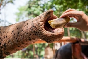 대나무 래프팅, 폭포, 점심, 코끼리, 거북이 투어