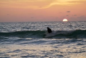 Bang Tao Beach: Gruppe- eller privatundervisning i surfing