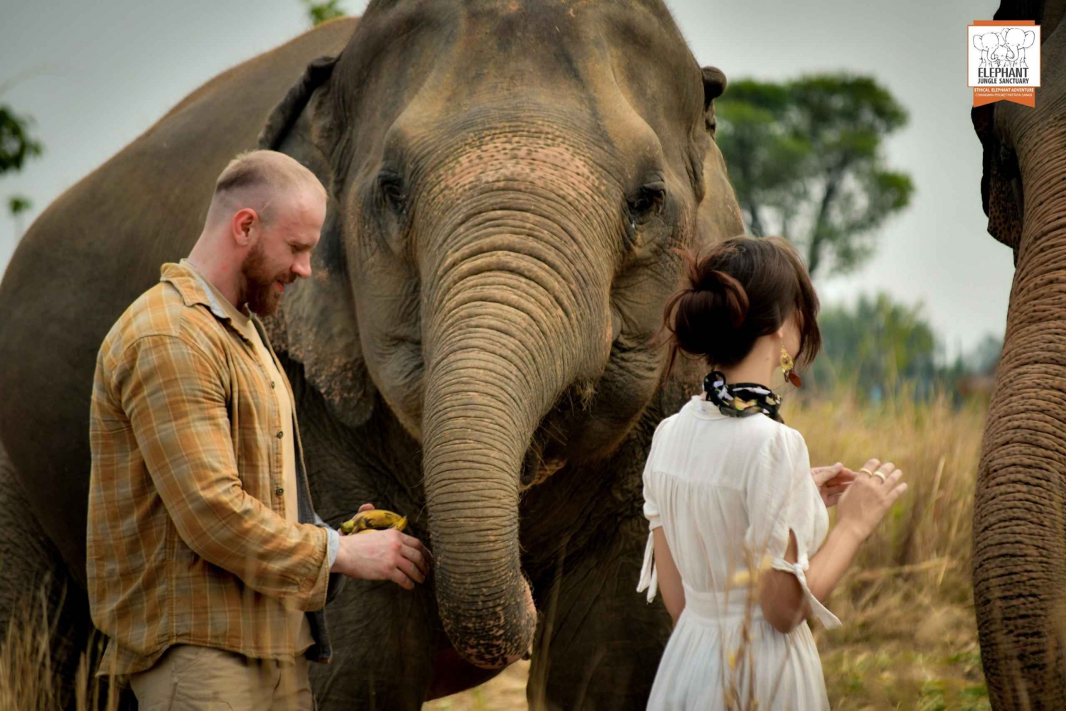 Bangkok: Halvdagstur til Pattaya Elephant Jungle Sanctuary