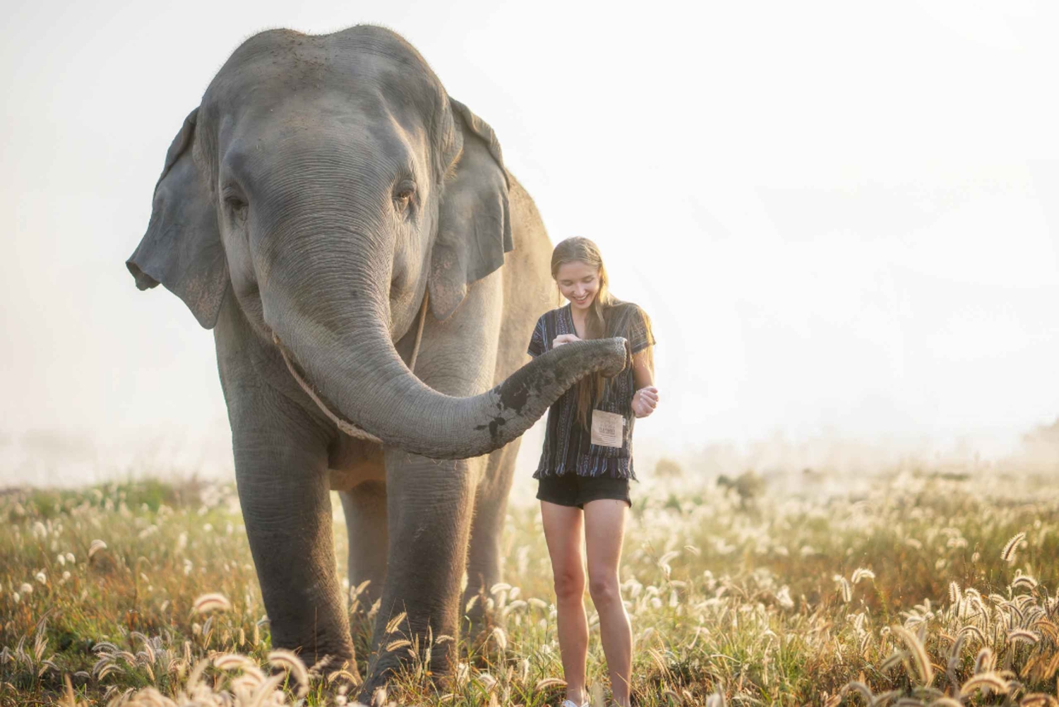 Bangkok: Pattaya Elephant Jungle Sanctuary halvdagstur