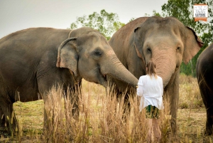 Bangkok: Tour di mezza giornata del santuario della giungla degli elefanti di Pattaya