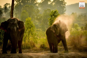 Bangkokissa: Pattaya: Pattaya Elephant Jungle Sanctuary Half-Day Tour: Pattaya Elephant Jungle Sanctuary Half-Day Tour