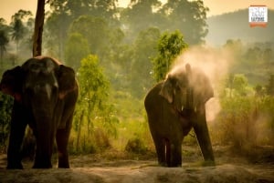 Bangkok: Tour di mezza giornata del santuario della giungla degli elefanti di Pattaya