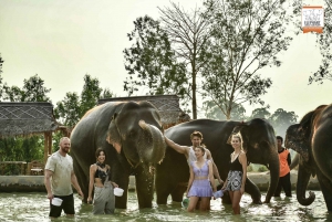 Bangkok: Pattaya Olifanten Jungle Heiligdom Halve Dag Tour