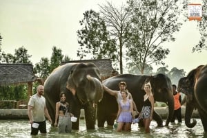 Bangkok: Tour di mezza giornata del santuario della giungla degli elefanti di Pattaya