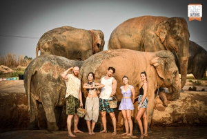 Bangkok: Excursão de meio dia ao santuário de elefantes na selva em Pattaya