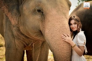 Bangkok: Tour di mezza giornata del santuario della giungla degli elefanti di Pattaya