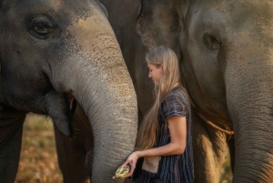 Bangkok: Pattaya Elephant Jungle Sanctuary halvdagstur