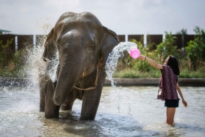 Bangkok: Pattaya Elephant Jungle Sanctuary halvdagstur