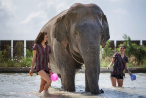 Bangkok: Pattaya Elephant Jungle Sanctuary halvdagstur