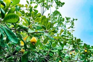 Phuket: View Point, Wat Chalong, Old Town Guided Tour