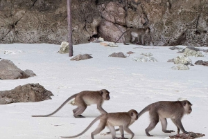 Catamaran from Phuket to Phi Phi, Maya and Khai Island Tour