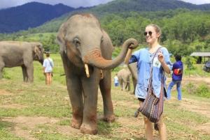 Chiang Mai: Doi Inthanon and Elephant Sanctuary Tour & Hike