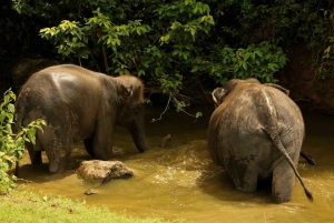 Chiang Mai: Doi Inthanon and Elephant Sanctuary Tour & Hike