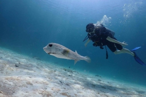 Udforsk dykning ved Racha Yai Island Phuket - Prestige
