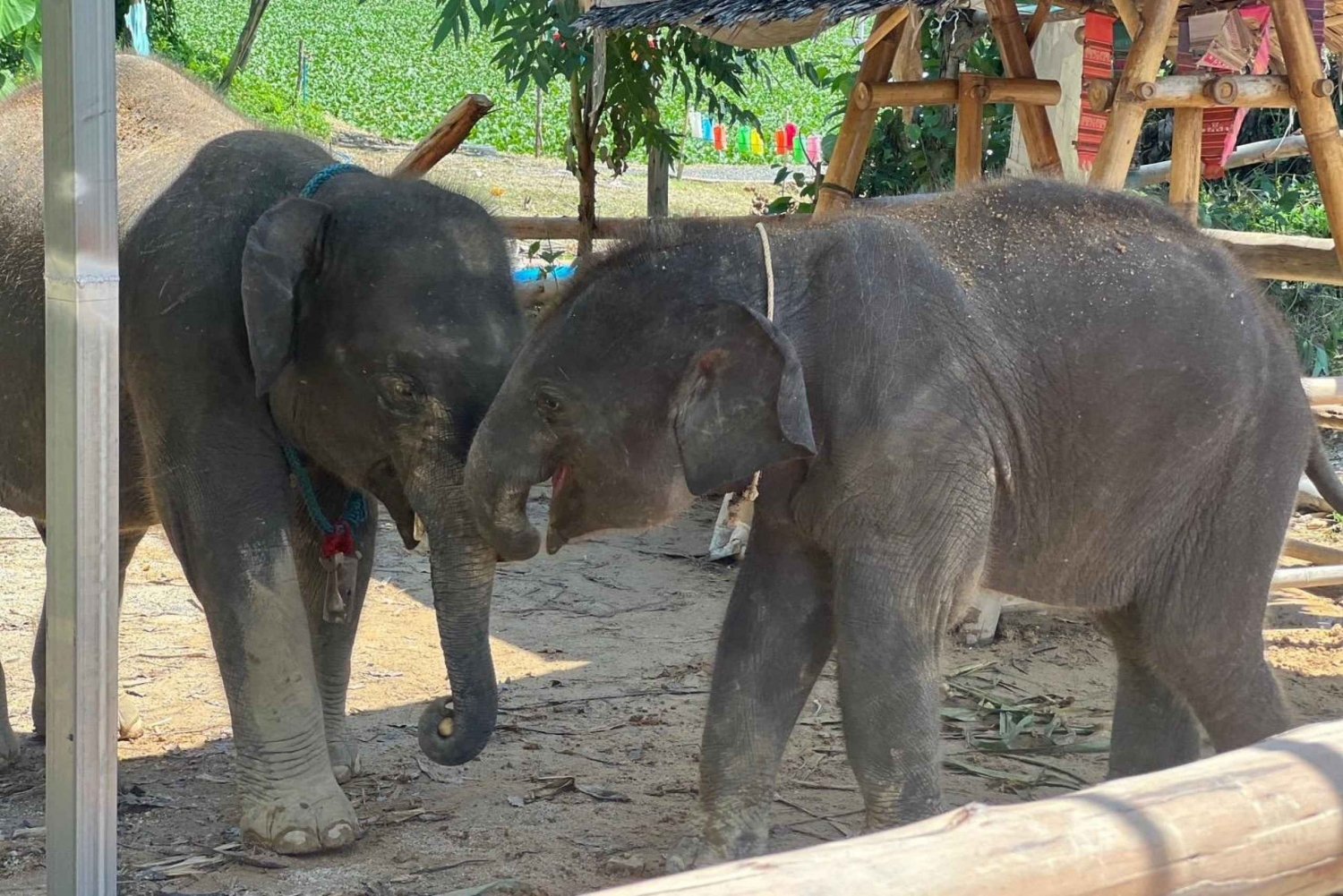 Elephant Experience with transfers and Thai food buffet