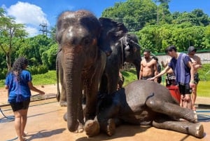 Experiência com elefantes com traslados e bufê de comida tailandesa