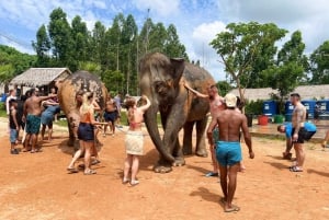 Experiência com elefantes com traslados e bufê de comida tailandesa