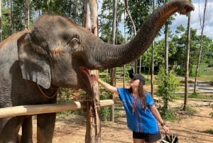 Experiência com elefantes com traslados e bufê de comida tailandesa