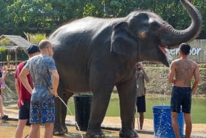 Experiência com elefantes com traslados e bufê de comida tailandesa