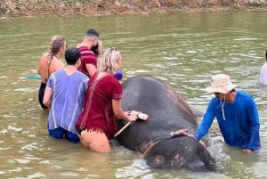 Experiência com elefantes com traslados e bufê de comida tailandesa