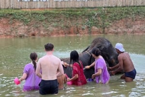 Experiência com elefantes com traslados e bufê de comida tailandesa