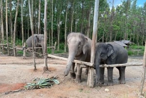 Experiência com elefantes com traslados e bufê de comida tailandesa