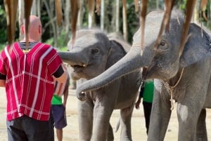 Experiência com elefantes com traslados e bufê de comida tailandesa