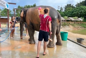 Experiência com elefantes com traslados e bufê de comida tailandesa