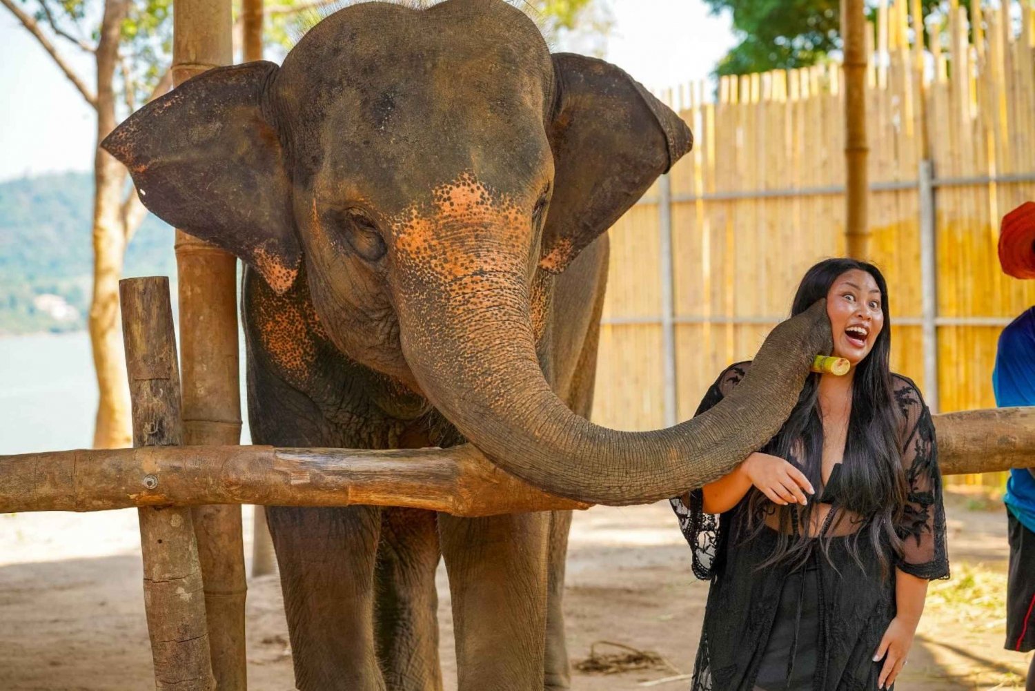 Elephant Feeding Program With Sea View (feeding only)