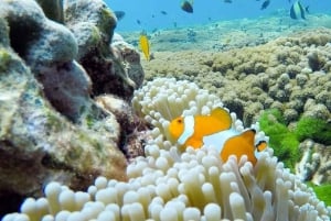 Fra Khao Lak og Phuket: Dagsudflugt til Similan-øerne med snorkling