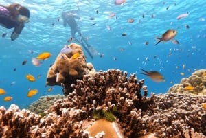 Vanuit Khao Lak & Phuket: Similan-eilanden snorkeldagtrip