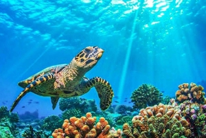 Von Khao Lak & Phuket: Ausflug zu den Similan Inseln mit dem Schnellboot