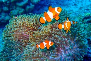 Von Khao Lak & Phuket: Ausflug zu den Similan Inseln mit dem Schnellboot