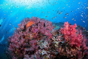Von Khao Lak & Phuket: Ausflug zu den Similan Inseln mit dem Schnellboot